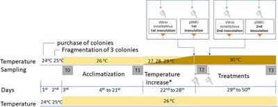 Probiotics mitigate thermal stress- and pathogen-driven impacts on coral skeleton